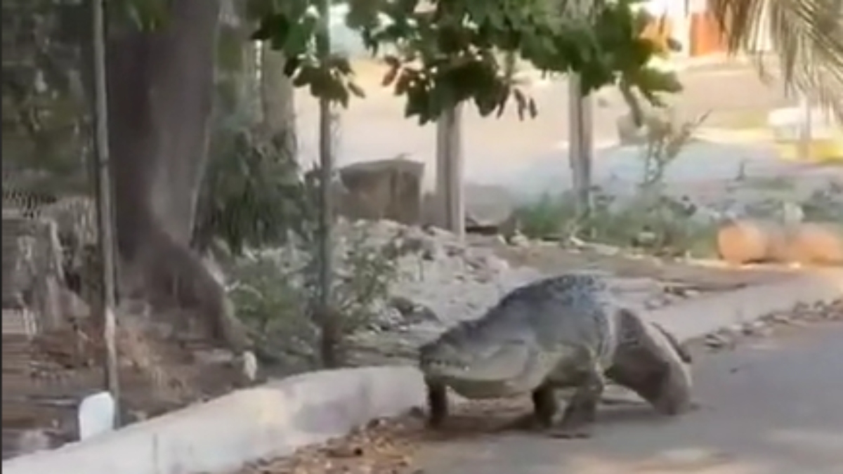 “Ya es algo normal”: captan enorme cocodrilo paseando por Progreso