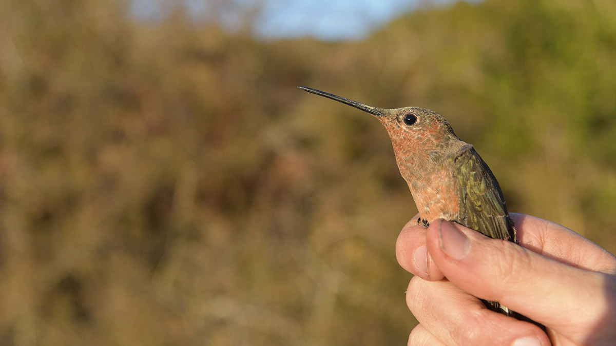 Descubren nueva especie del colibrí gigante migratorio