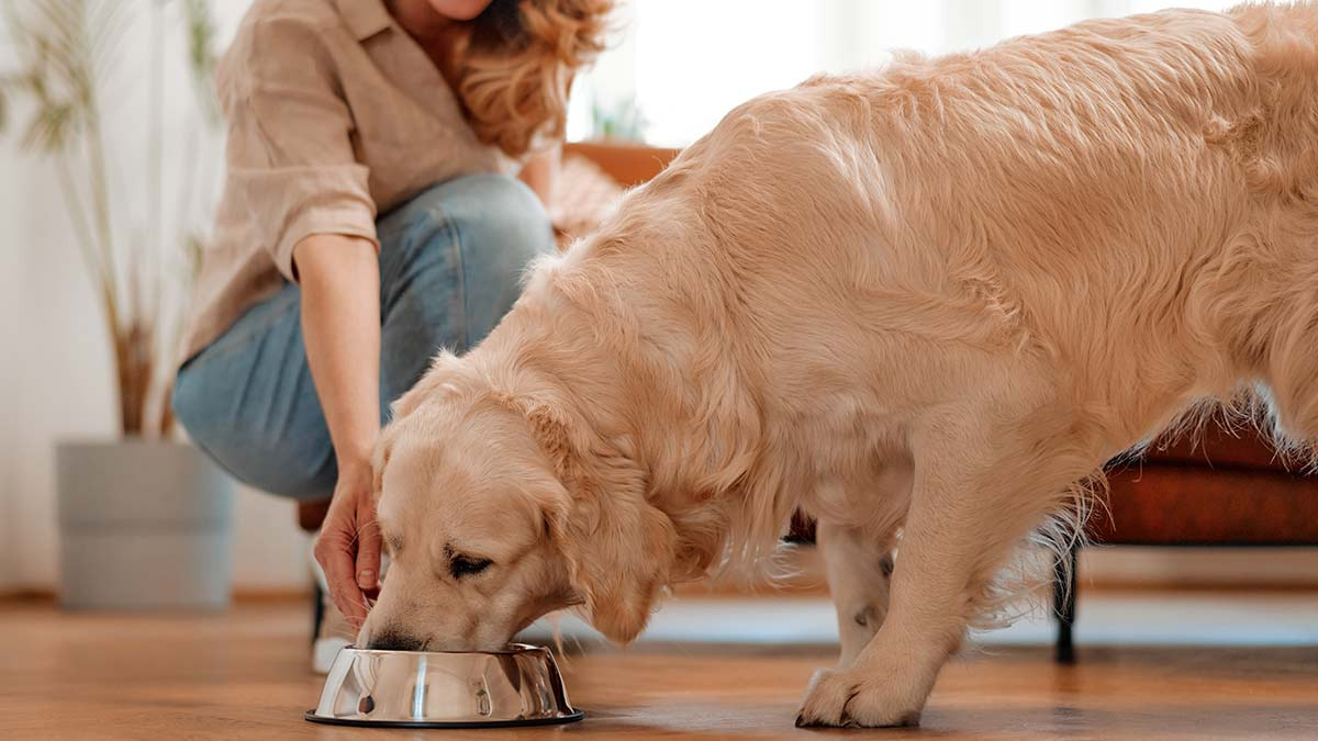 Perros labradores tienen predisposición genética a la obesidad, según un estudio