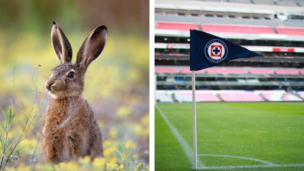 Por qué un conejo representa al Cruz Azul