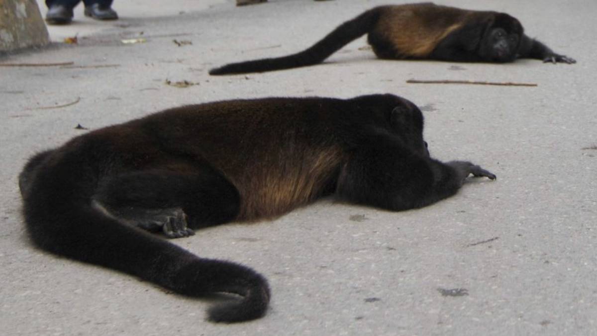 Ahora en Veracruz: mueren monos saraguatos por calor