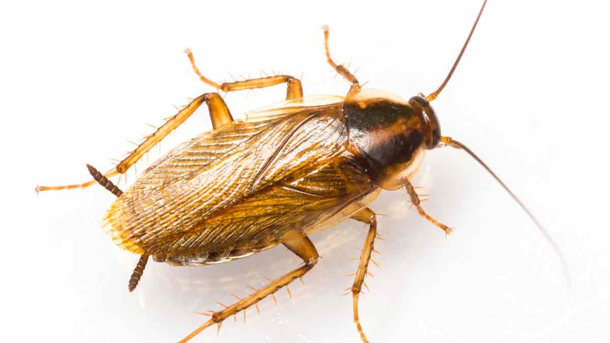 No sólo la cucaracha alemana, hay 12 consideradas una plaga nociva, ¿cómo  evitarlas?