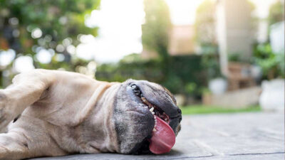 Deshidratación en perros: síntomas y qué hacer