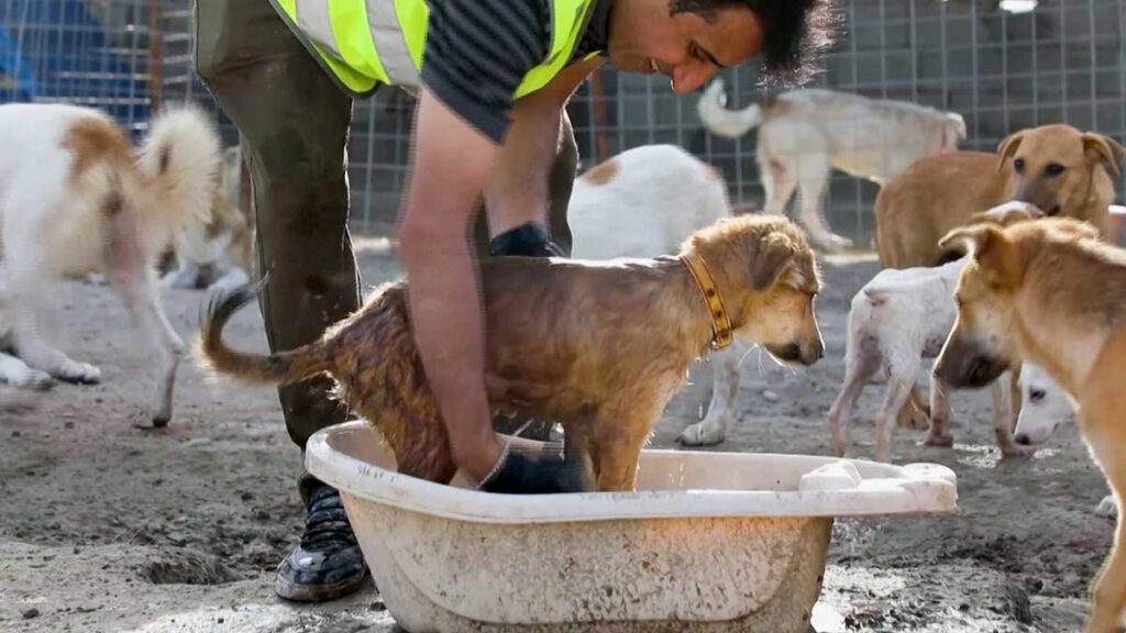 Abogado crea santuarios para perros callejeros en Irak