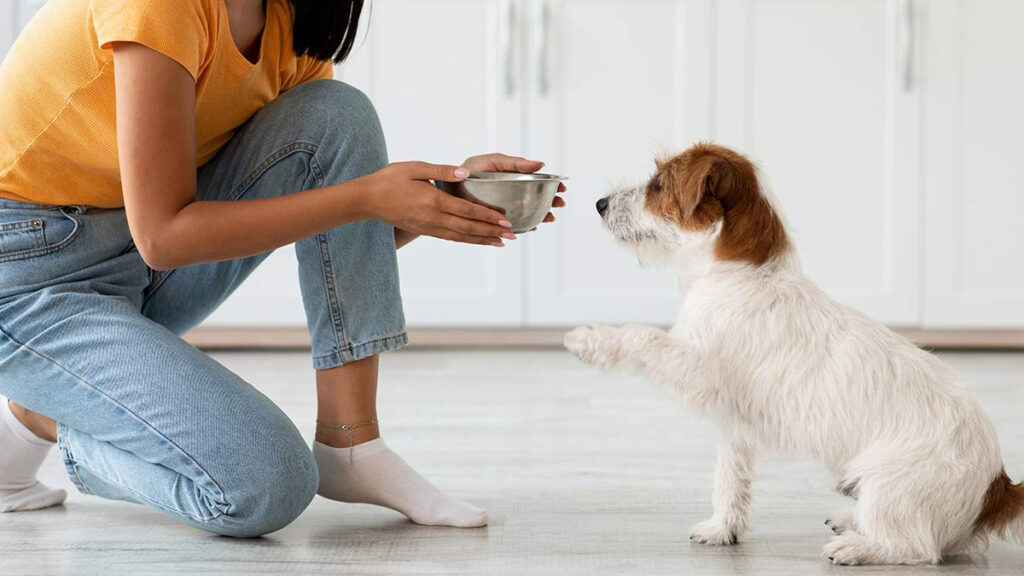 ¿A quién quiere más tu perro, a la comida o a ti?