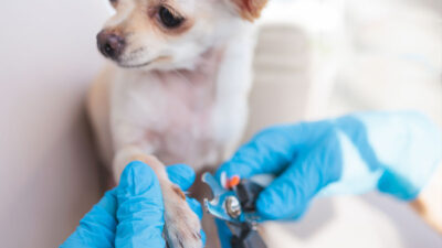 Perro se viralizó por su divertida reacción cuando le cortan las uñas