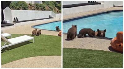 ¿Tenían las llaves? Familia de osos entran a casa y se “refrescan” en alberca en California
