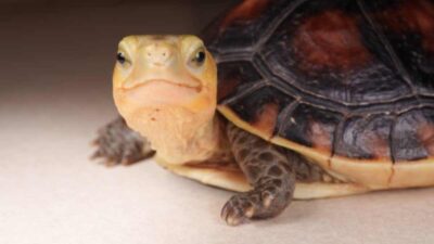 Cómo saber si mi tortuga está enferma: síntomas y enfermedades