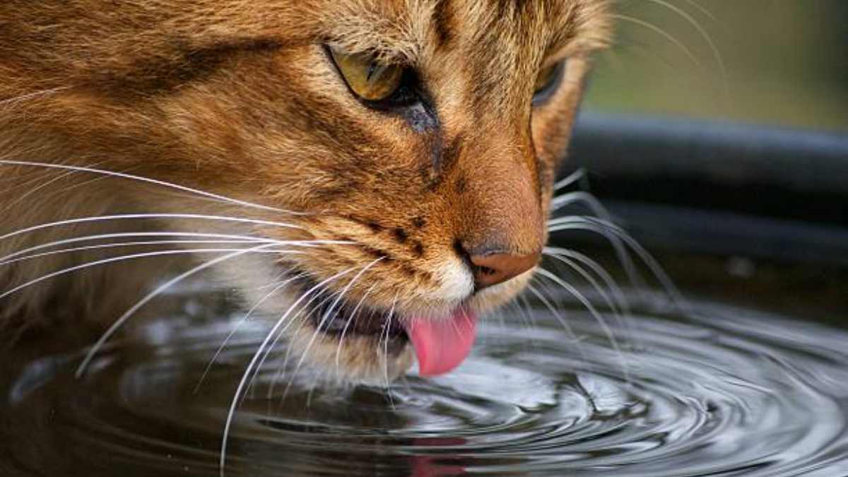 ¿Qué bebidas puede tomar tu gato, además de agua?