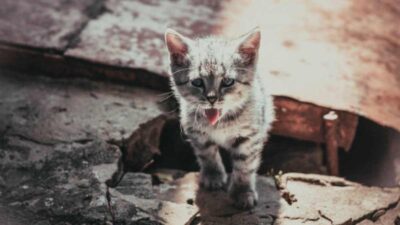 Gato deshidratado: señales de alerta