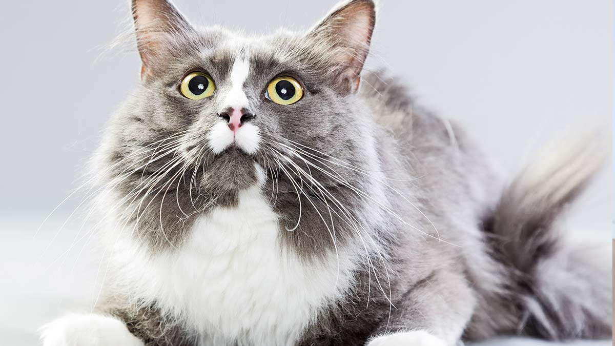 ¿Cuáles son las razas de gatos que viven más?