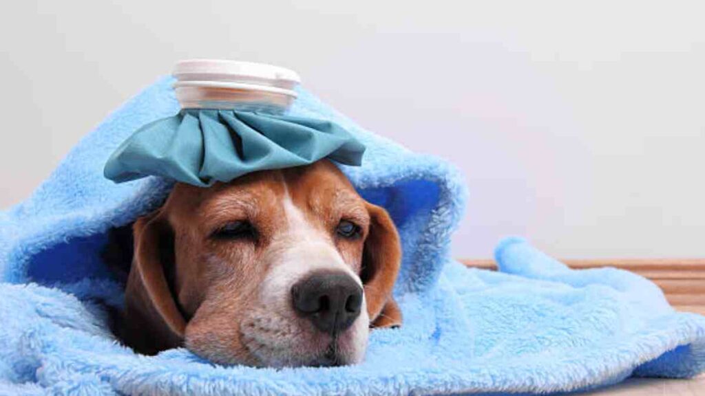 Enfermedad de lyme en perros: síntomas y cómo prevenirla