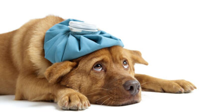 Enfermedades más comunes en perros