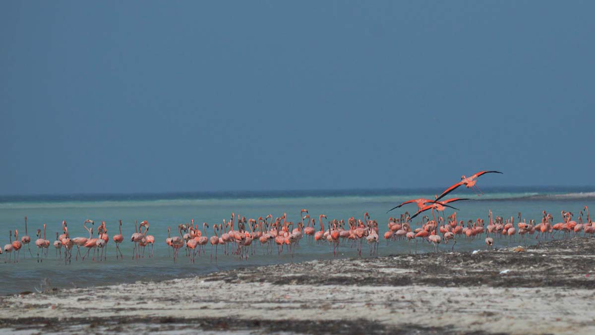 Ya no más perros y gatos en la isla de Holbox; buscan proteger a flamingos
