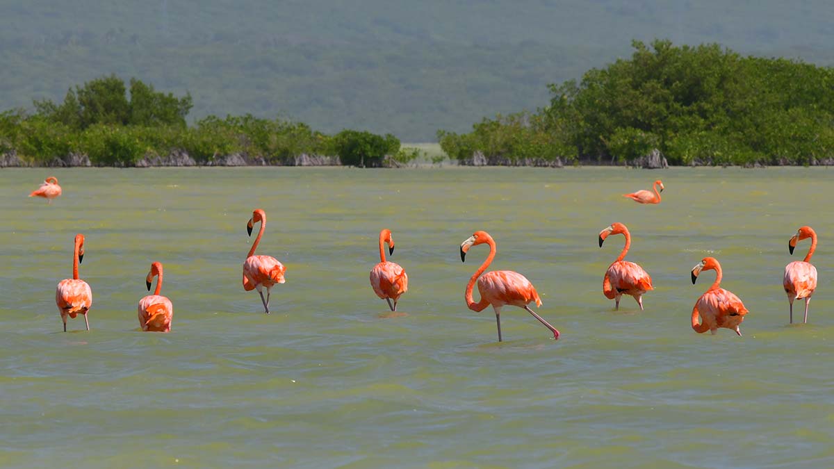 Flamingos incrementan su población en reserva de Yucatán