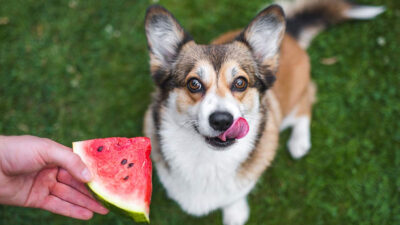 Frutas y verduras que puedes darle a tu mascota en época de calor