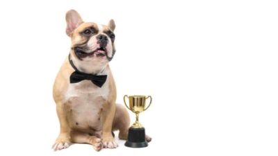 Comedy Pet Photo Awards 2024: Conoce a los finalistas