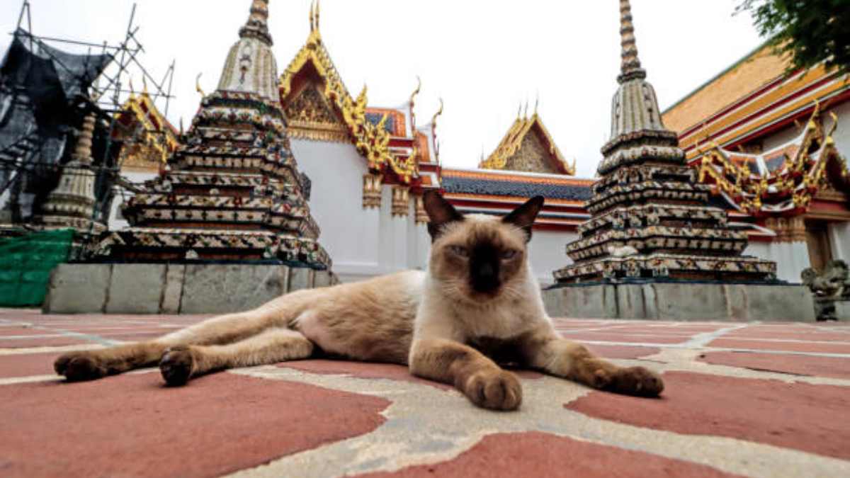 Budistas bendicen mascotas en Singapur; ve por qué