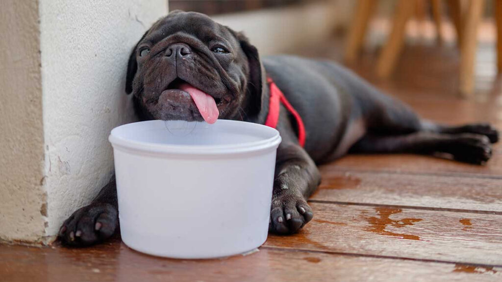 Cómo saber si mi perro está sufriendo un golpe de calor