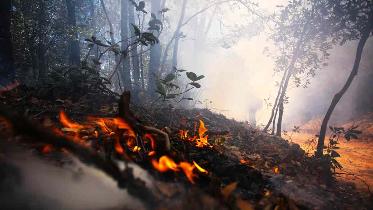 En 2024 podría haber más incendios forestales que en 2023, alerta UNAM