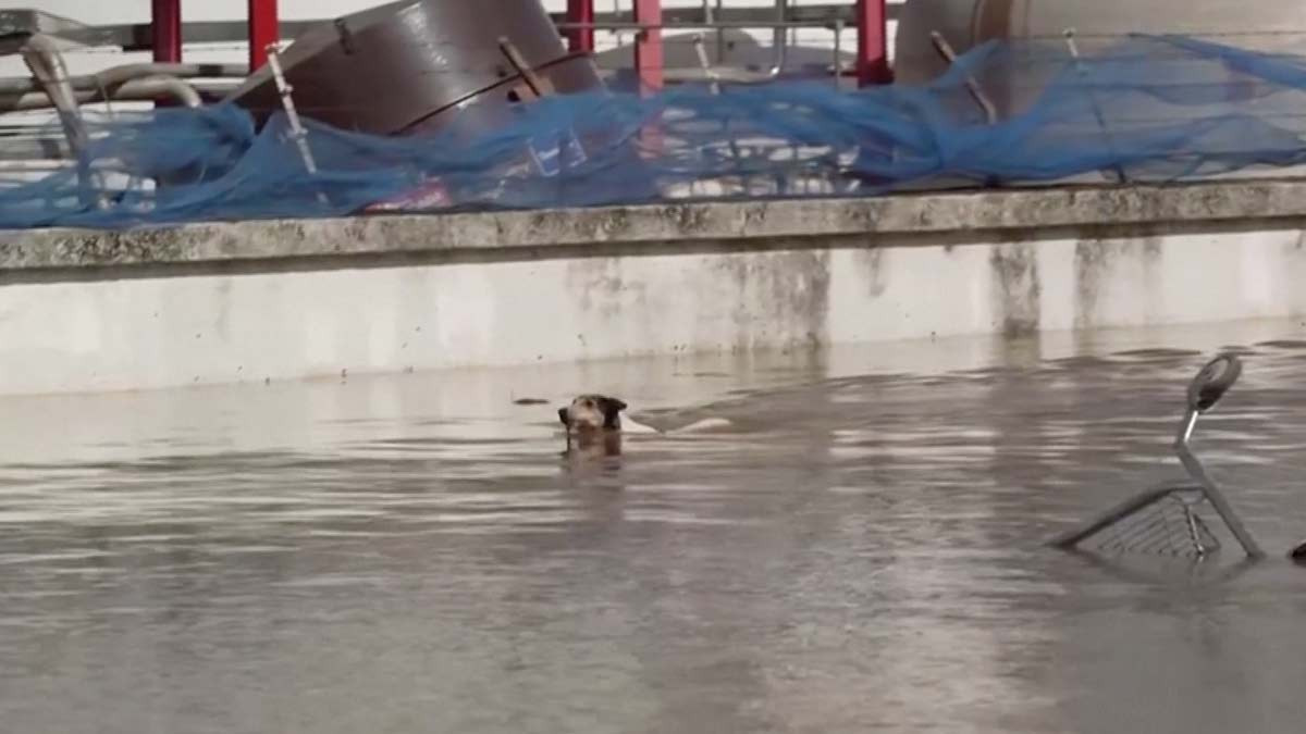Unen esfuerzos para rescatar perros atrapados en las inundaciones de Brasil