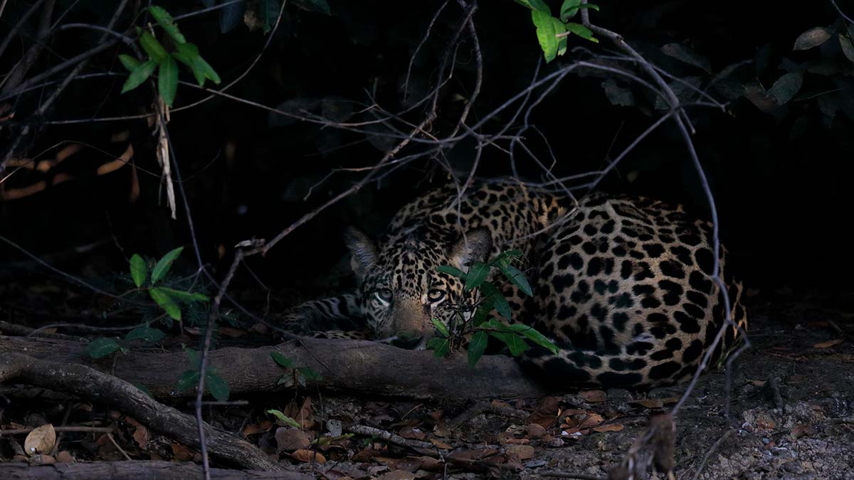 Cámaras trampa captan aumento de jaguares en el Cuyo, Yucatán