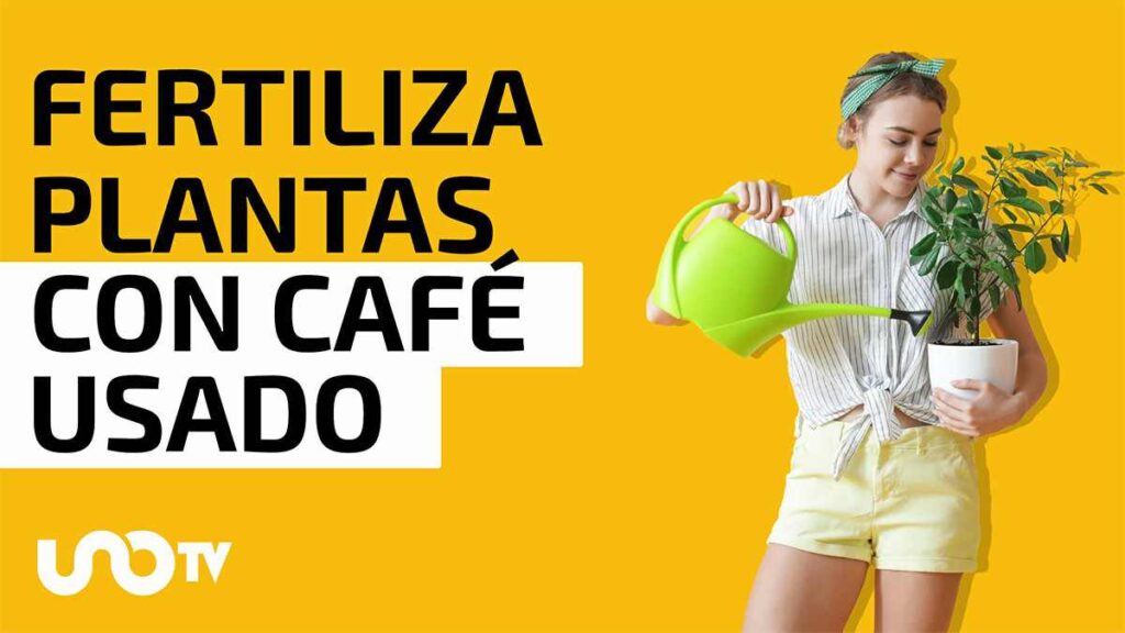 Café como abono para las plantas