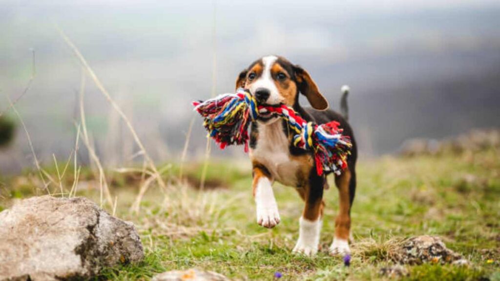 Por qué los perros muerden todo cunado son cachorros