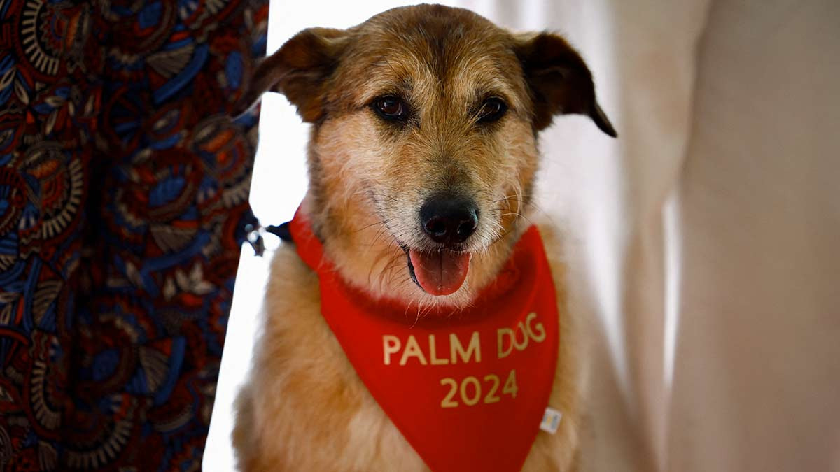 Kodi es el perro ganador de The Palm Dog Award en el festival de Cannes