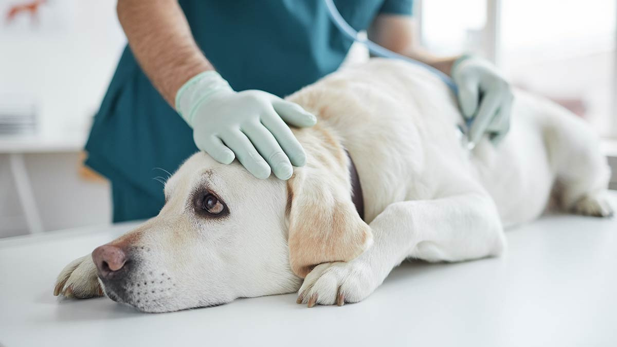¿Cómo evitar que tu perro se contagie de la enfermedad de lyme?