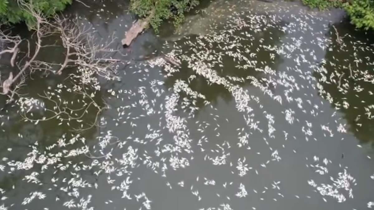 ¡Impactante! Imágenes de los miles de peces muertos en la Laguna de las Ilusiones, Tabasco