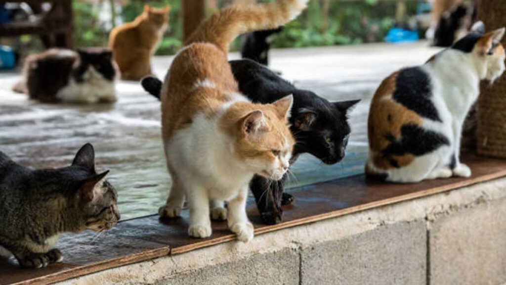 Los gatos en Tailandia 
