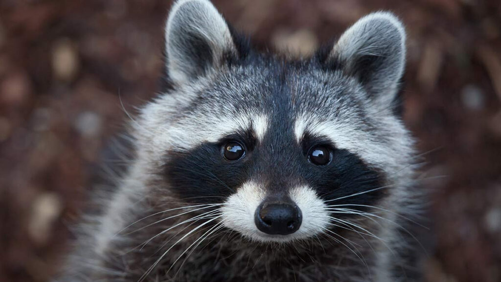 ¿Es bueno tener un mapache como mascota? Esto dice la ciencia