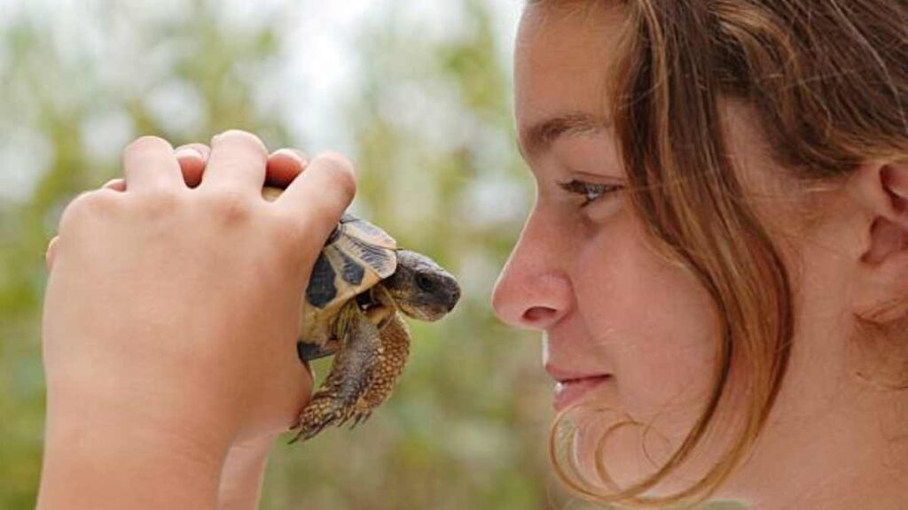 Cómo saber si mi tortuga está enferma: síntomas y enfermedades