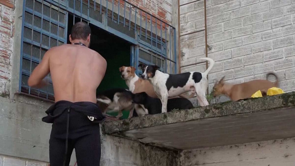 Inundaciones en Brasil: rescatan a perros atrapados