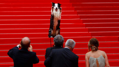 Messi el perro estrella debuta como entrevistador en Cannes