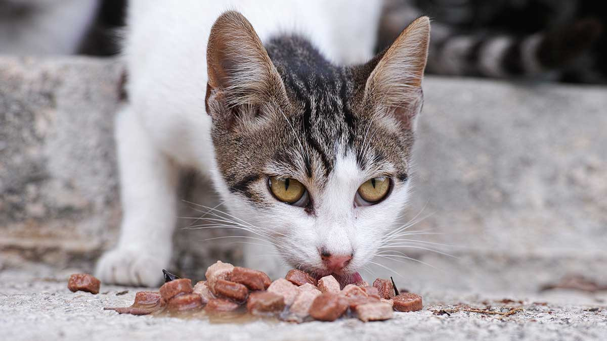 Mutación da lugar a un nuevo tipo de gato con pelaje blanco y ojos amarillos; aquí las fotos