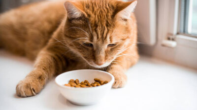 ¿Por qué los gatos no comen si su plato no está lleno?
