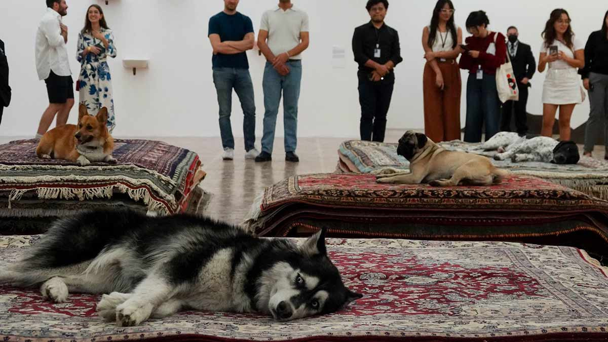 Exposición de perros en el Museo Tamayo causa indignación por usar collares de castigo