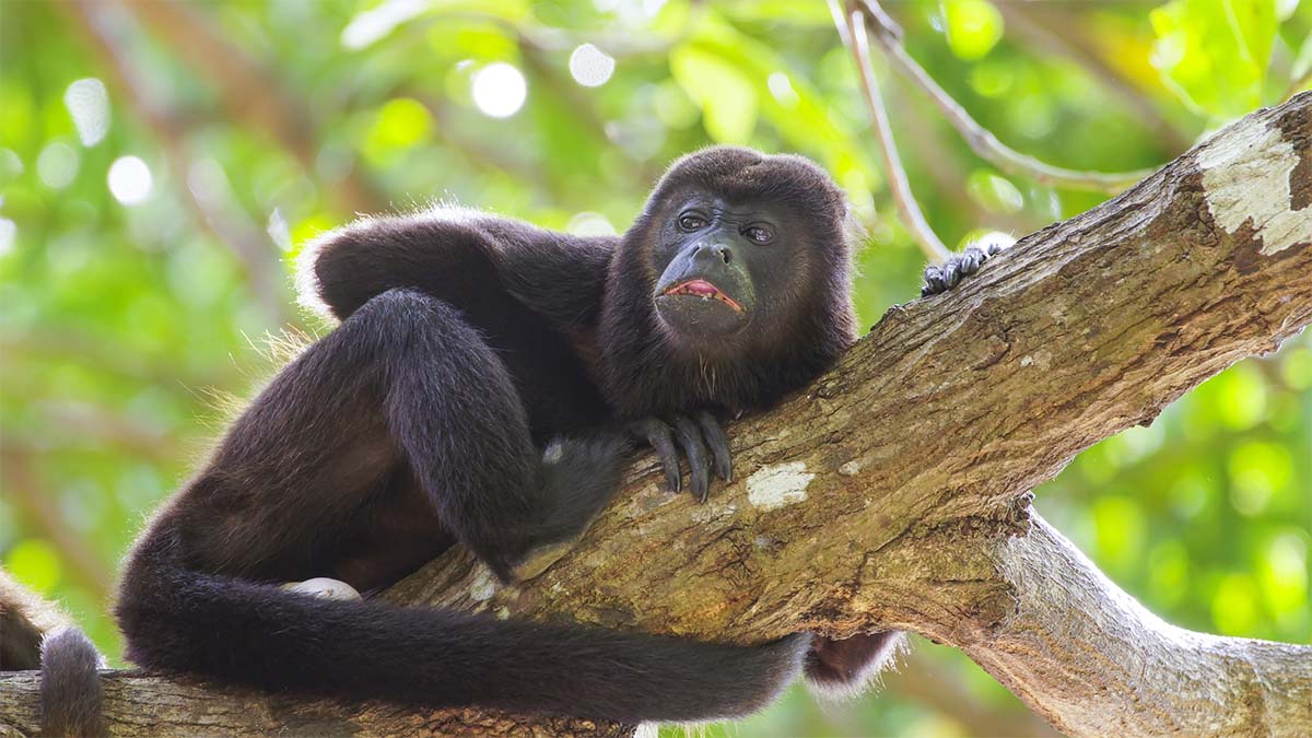 ¡El problema se extiende! Confirman más muertes de monos aulladores; ahora, en Veracruz y Campeche