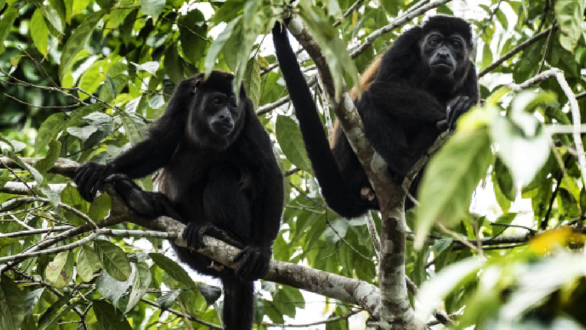 La población puede ayudar: Secretaría de Medio Ambiente anuncia acciones ante la muerte de monos saraguatos