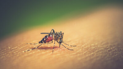 Descubre el IPN planta para combatir el dengue