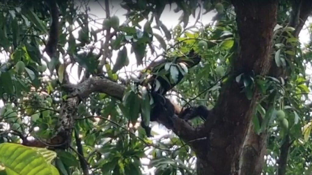 alor e incendios matan a cientos de animales en Tabasco