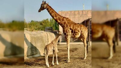 Nace bebé jirafa en San Juan de Aragón