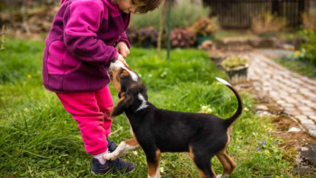 Por qué los perros muerden todo cunado son cachorros