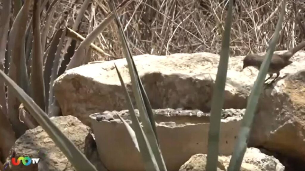 Oasis en el Cerro del Fortín ayuda a los animales silvestres