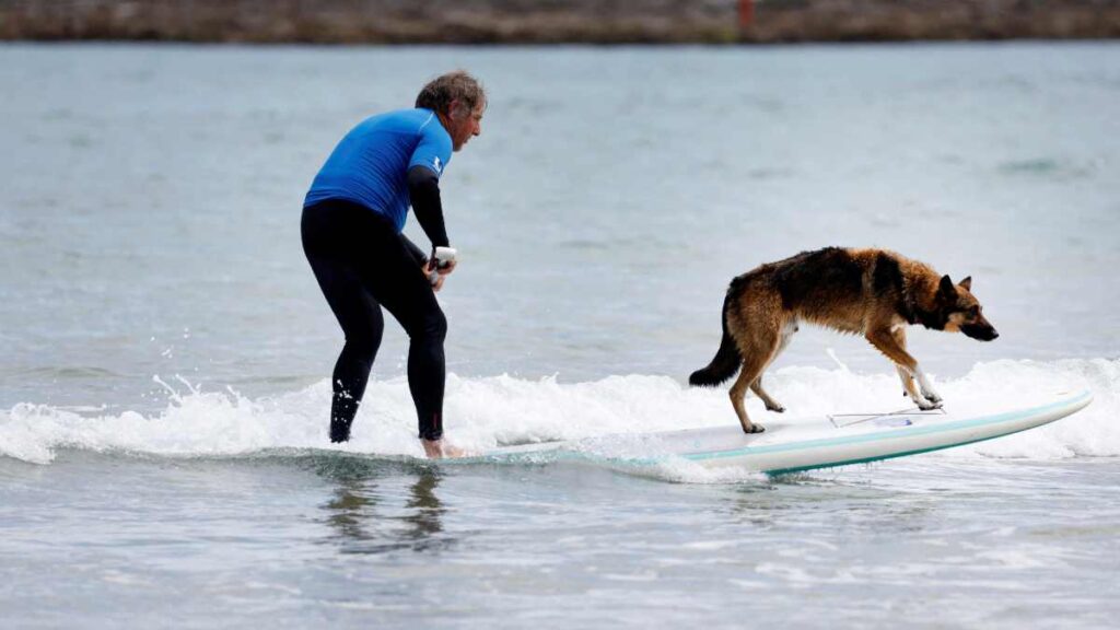 Campeonato de surf canino 2024: perros rompen las olas en España