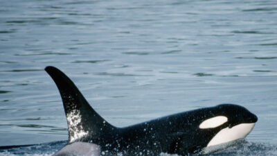 Orcas "gladis" hunden un nuevo velero en el estrecho de Gibraltar