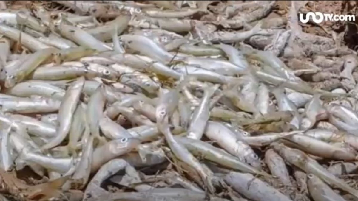 Reportan muerte masiva de peces en Puebla; esto se sabe