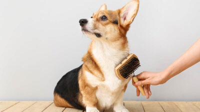 Tipos de cepillos para pelo de perros